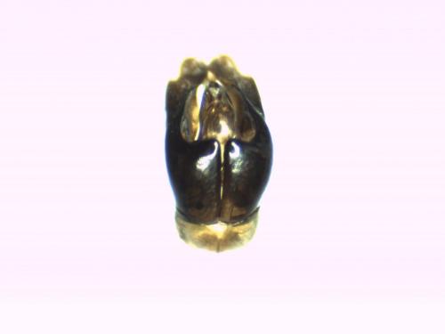 Andrena flavipes